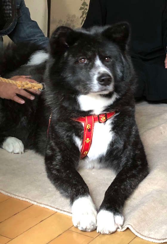 伏せをするゆりちゃん