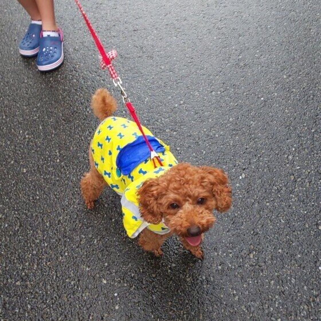 雨の日の愛犬の散歩での 困りごと は 悪天候時の散歩の注意点を解説 いぬのきもちweb Magazine 雨の日の愛犬の散歩での 困りごと は 悪天候時の散歩の注意点を解説 いぬのきもちweb Magazine