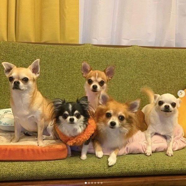 寄り添うチワワ