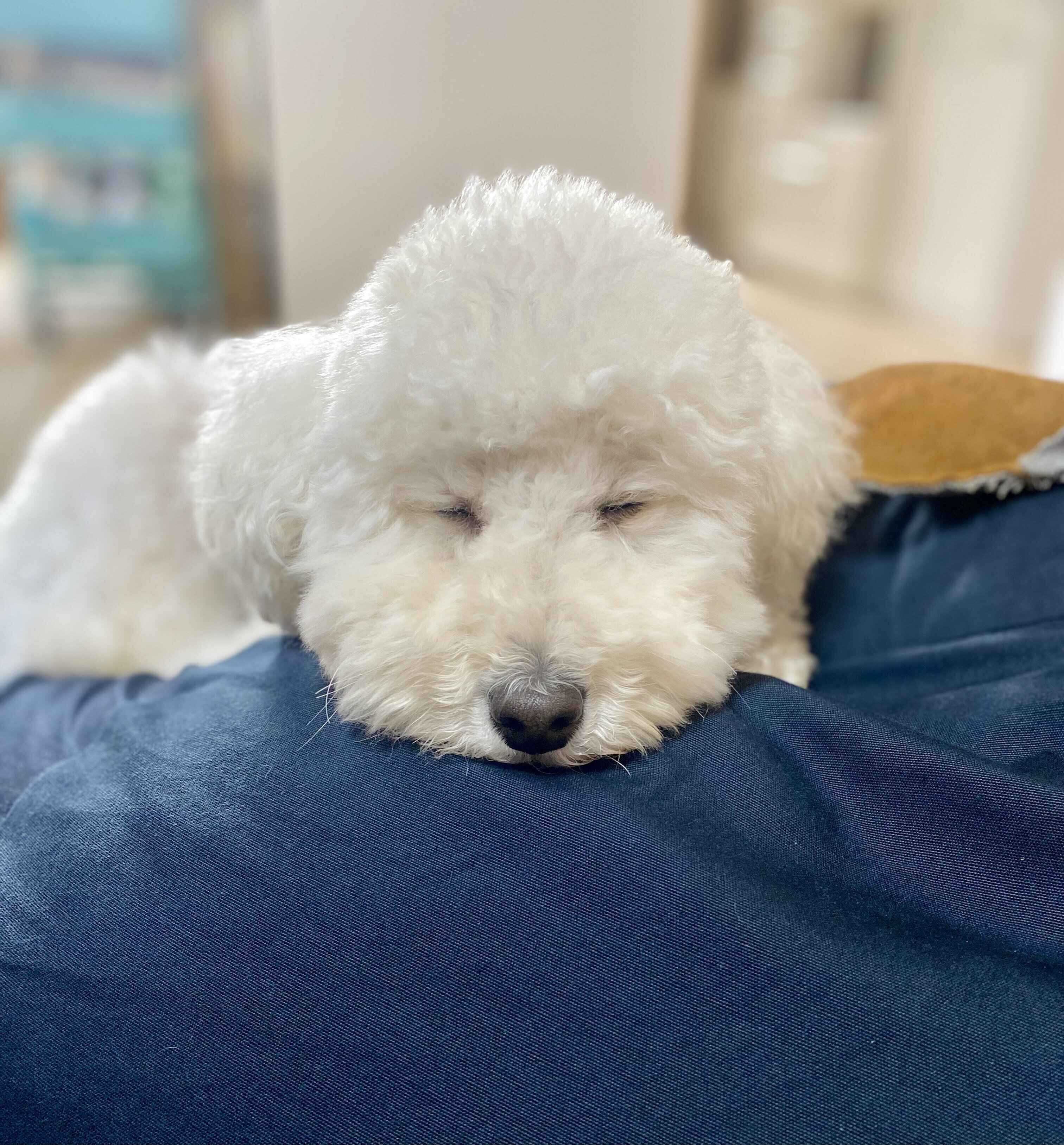 眠るトイプードル