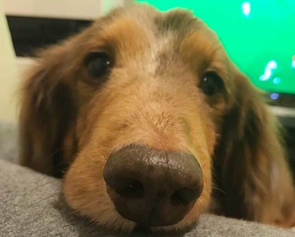 見つめるミニチュア・ダックスフンド