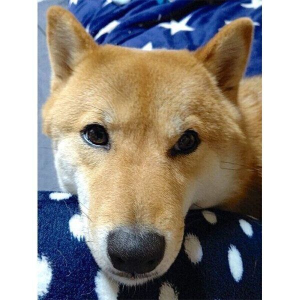 あご乗せをするオルカちゃん