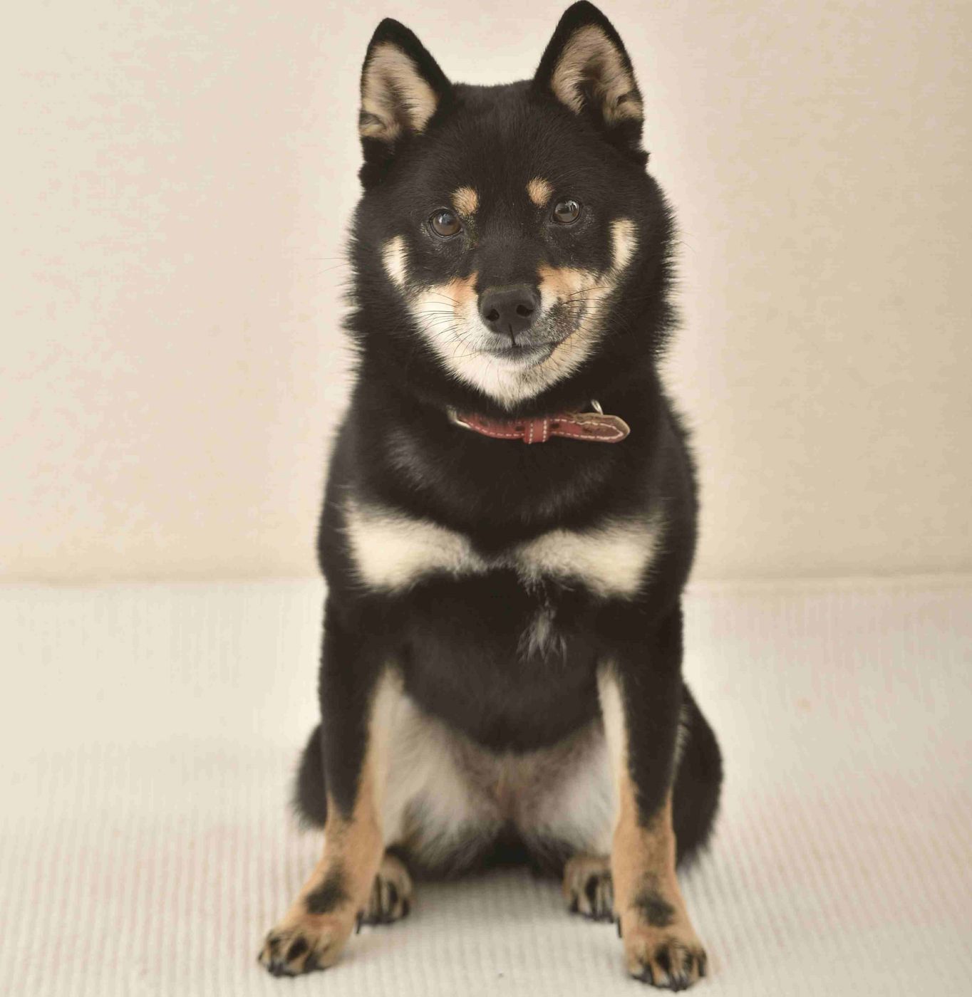 知ってた 愛犬が確実にイイコになる 3種の神器 があった いぬのきもちweb Magazine 知ってた 愛犬が確実にイイコになる 3種の神器 があった いぬのきもちweb Magazine