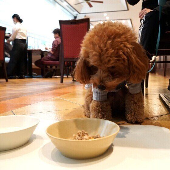 レストランで人の足元で食事するトイ・プードル
