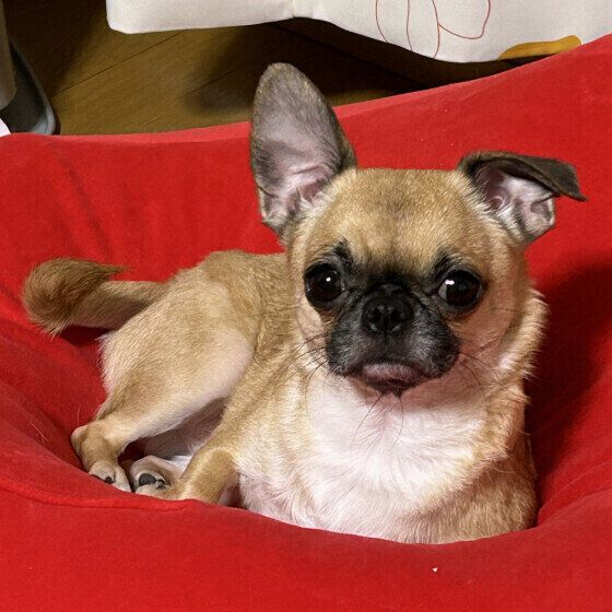 小型犬のレアンくん