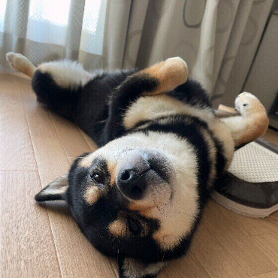 ヘソ天する柴犬