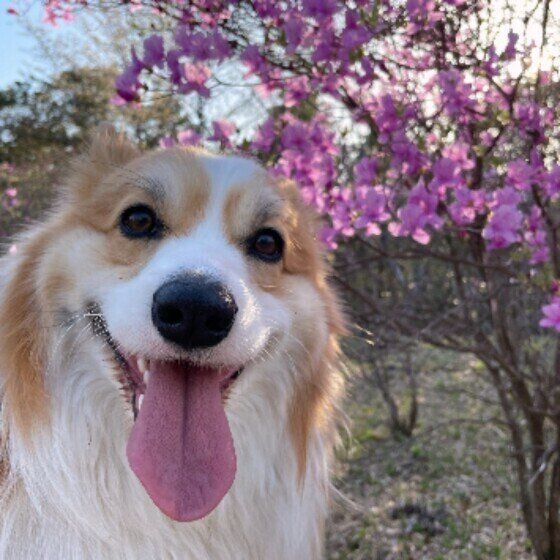 笑顔になるウェルシュ・コーギー・ペンブロークの男の子