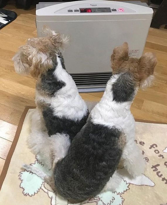 ストーブで温まるワイアーフォックステリア