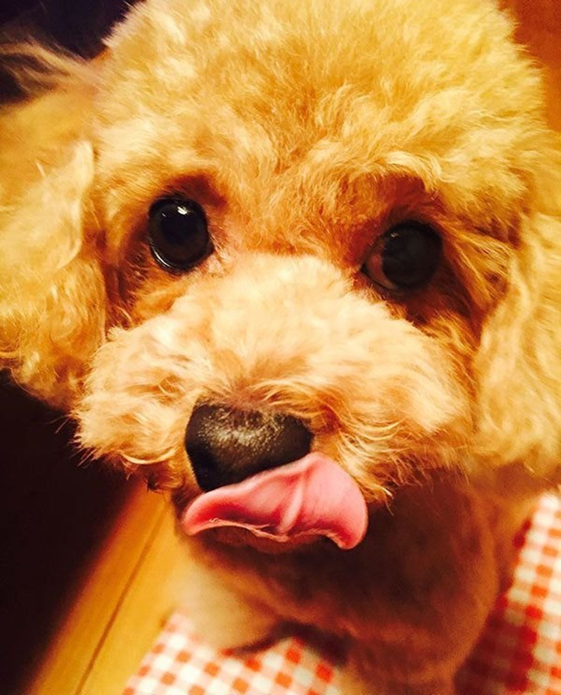 栄養知識 犬の体に不可欠な ビタミン とりすぎ 不足の危険性を解説 いぬのきもちweb Magazine 栄養知識 犬の体に不可欠な ビタミン とりすぎ 不足の危険性を解説 いぬのきもちweb Magazine