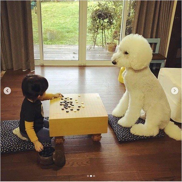 スタンダード・プードル