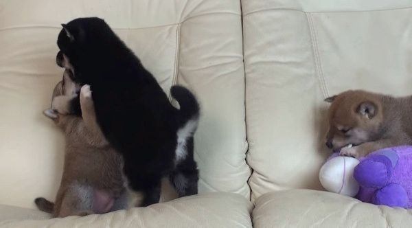 ケンカする柴犬