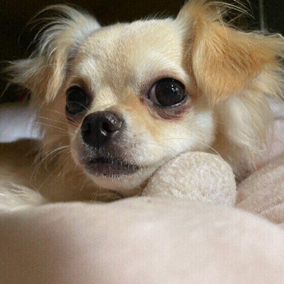 カメラを見て固まるチワワ