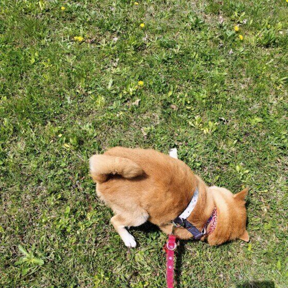 スリスリする凛ちゃん（柴）