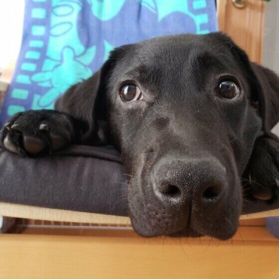 くつろぐラブラドール・レトリーバー