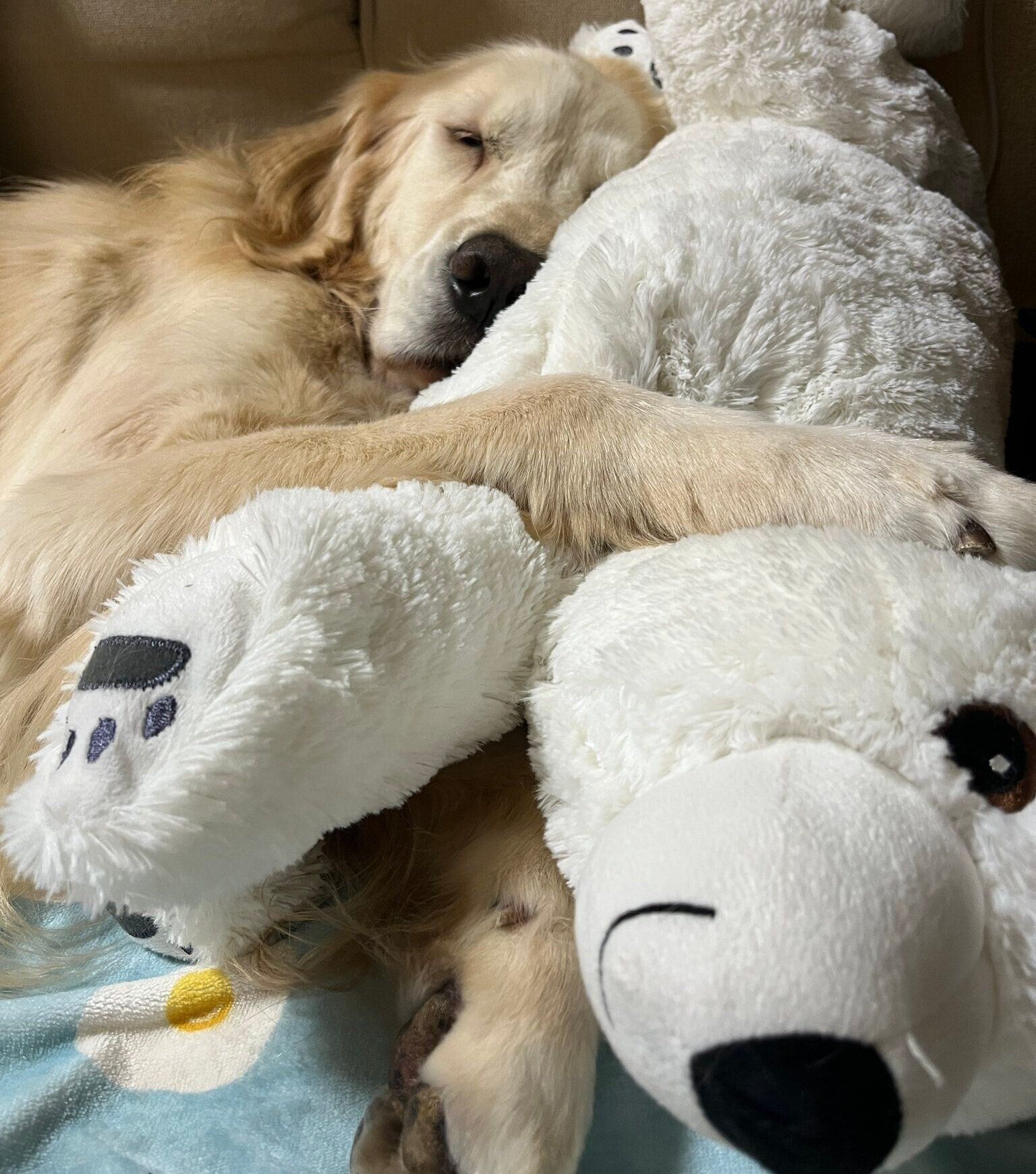 ぬいぐるみを抱きかかえるれんくん