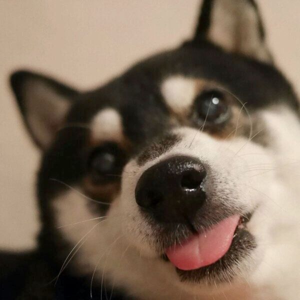 舌をペロッと出す豆太郎くん