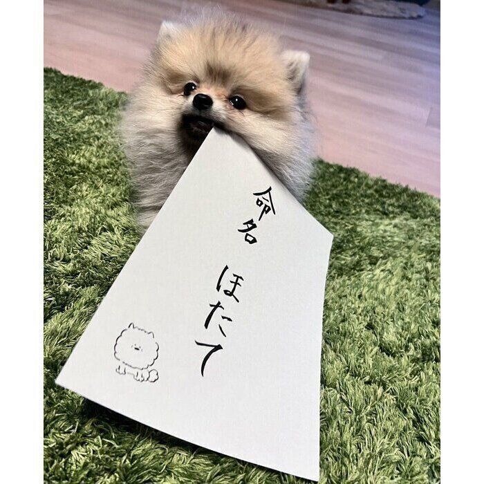 名前を決めたときのほたてくんの様子