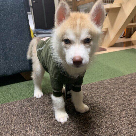 見つめるシベリアン・ハスキー