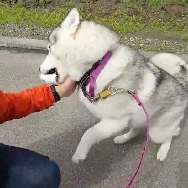 パパさんとの再会を喜ぶほづみちゃん