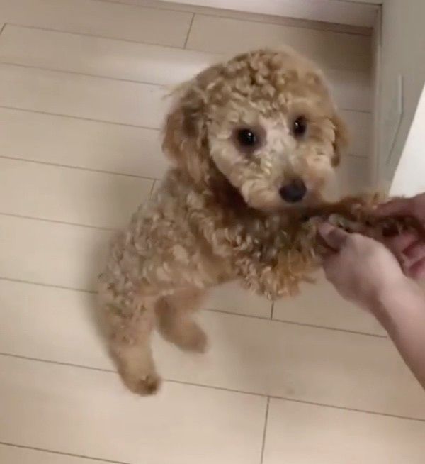 歩くトイ・プードル