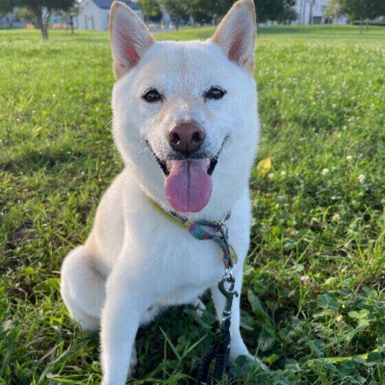 愛犬のマウンティングをやめさせる方法 いぬのきもち
