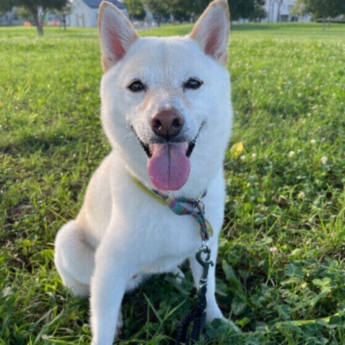 犬がマウンティングする理由 やめさせたい時の対処法は いぬのきもちweb Magazine 犬がマウンティングする理由 やめさせたい時の対処法は いぬのきもちweb Magazine