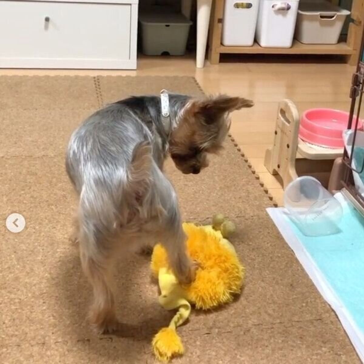 ライオン をメッタメタに倒す犬 完全勝利の ポーズ が決まった いぬのきもちweb Magazine ライオン をメッタメタに倒す犬 完全勝利の ポーズ が決まった いぬのきもちweb Magazine