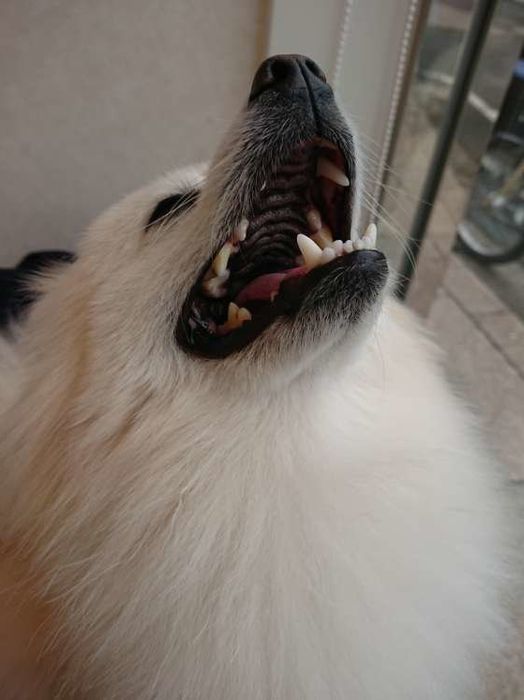 遠吠えしている白いポメラニアン