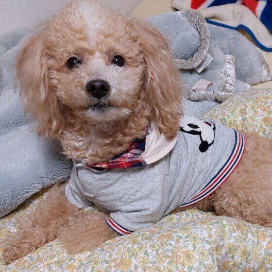 寝転がるトイ・プードル