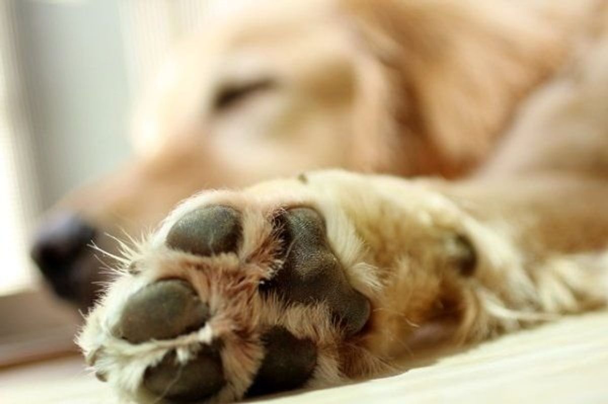 愛犬が足をケガして自宅療養に 日常生活で気をつける点は 動物看護師が解説 いぬのきもちweb Magazine 愛犬が足をケガして自宅療養に 日常生活で気をつける点は 動物看護師が解説 いぬのきもちweb Magazine