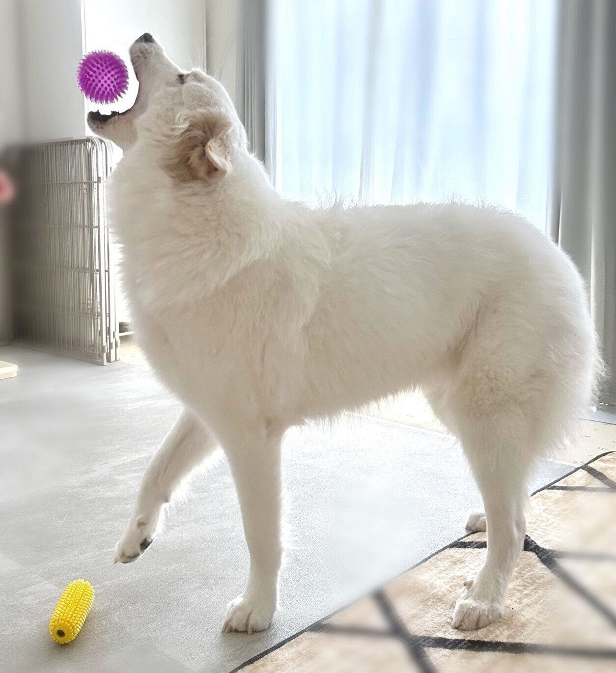 ボールで遊ぶララちゃん