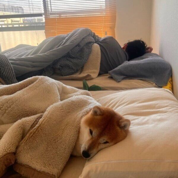 喧嘩した次の日は起こさないこたろうくん
