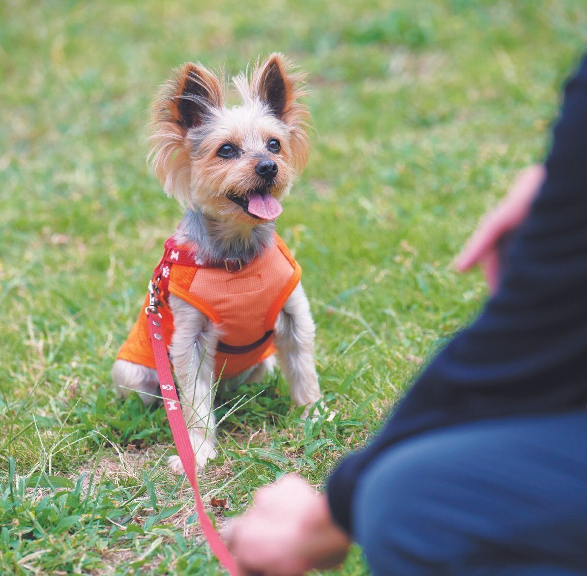 オスワリでクールダウン中のモコ吉くん