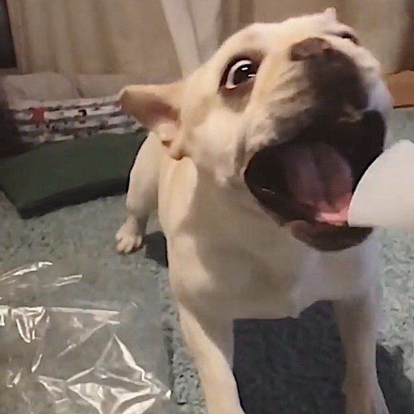 ドライヤーに威嚇するフレンチ・ブルドッグ