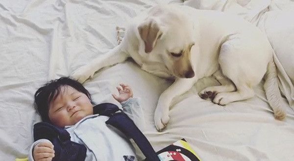 赤ちゃんとラブラドール・レトリーバー