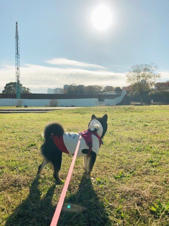朝の河原で散歩をする柴犬のラガーくん