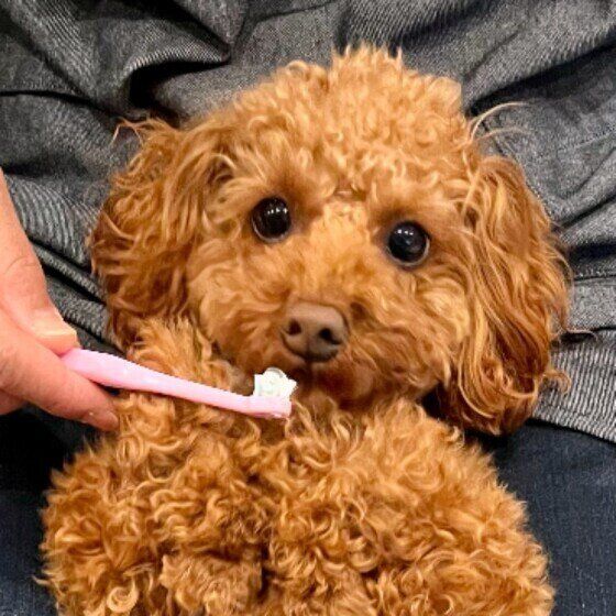 歯みがきタイム