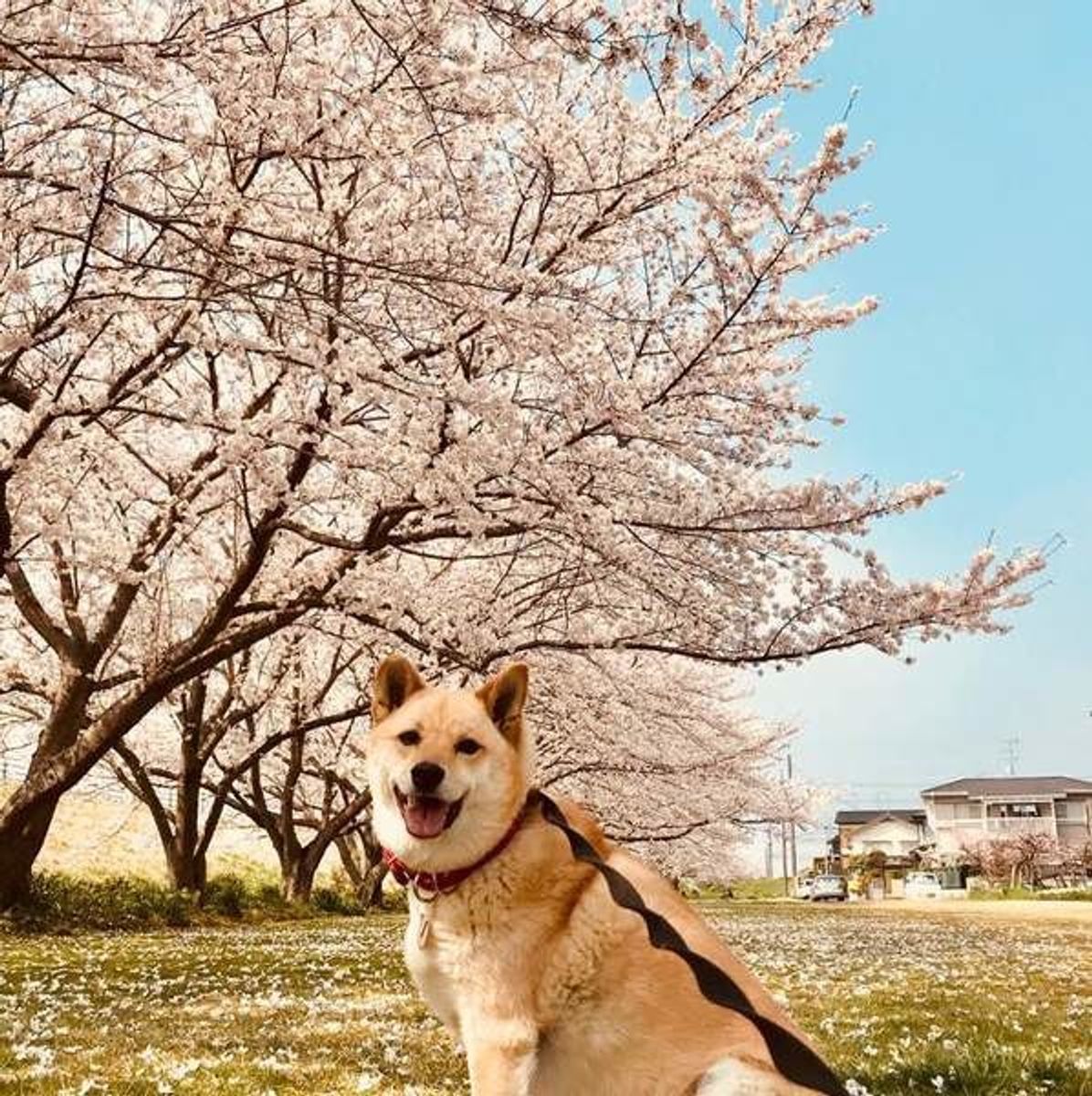 獣医師が解説 ミックス犬とは違う 雑種犬の飼い方 種類 寿命 いぬのきもちweb Magazine 獣医師が解説 ミックス犬とは違う 雑種犬の飼い方 種類 寿命 いぬのきもちweb Magazine