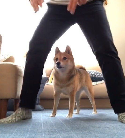 輪くぐりに挑戦する豆柴