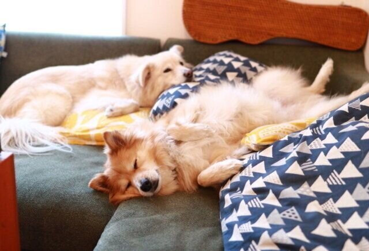 接し方で犬は変わる はず 穴澤賢の犬のはなし いぬのきもちweb Magazine 接し方で犬は変わる はず 穴澤賢の犬のはなし いぬのきもちweb Magazine