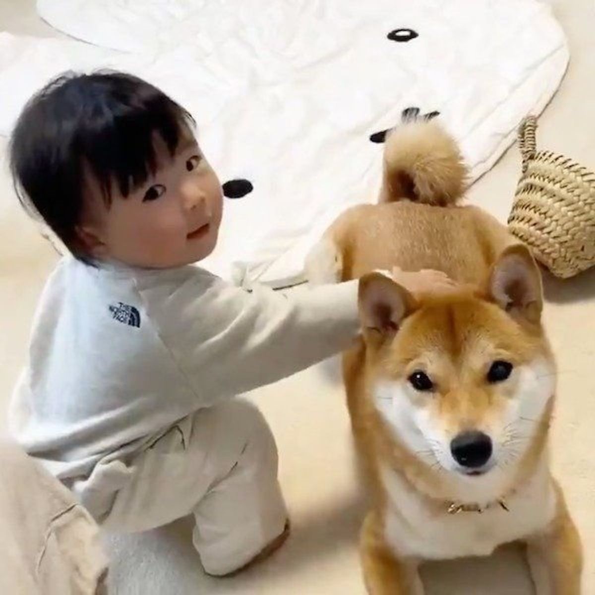 妹にお気に入りの場所を占領された 柴犬兄さんの 大人の対応 とは いぬのきもちweb Magazine 妹にお気に入りの場所を占領された 柴犬兄さんの 大人の対応 とは いぬのきもちweb Magazine