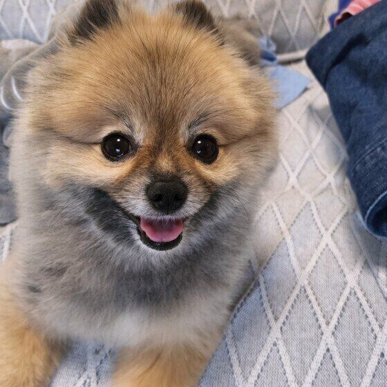 ポメラニアンのこはるちゃん