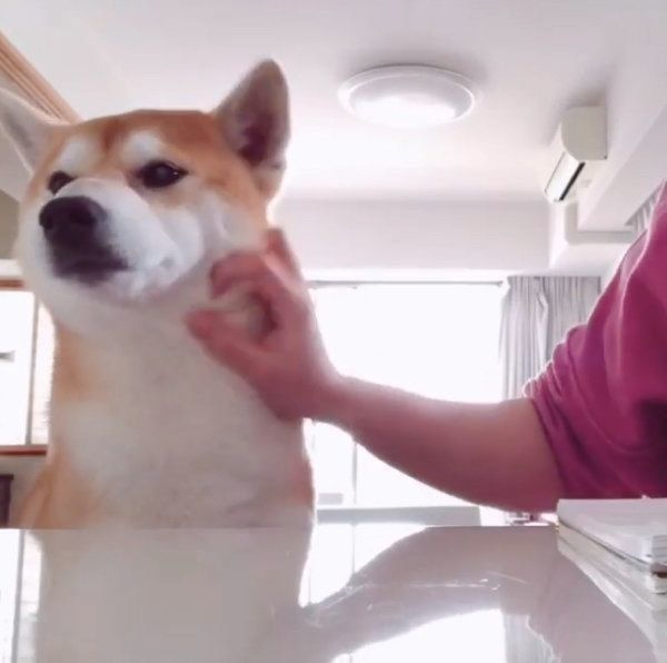 撫でてもらうハルくん