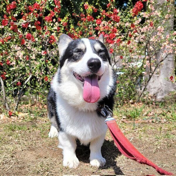 お散歩を楽しむゆき丸くん