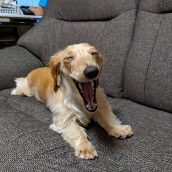 スマイルもなかちゃん