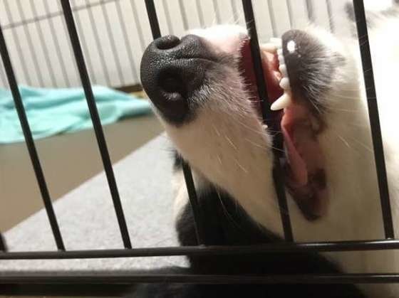 くつろぐボーダー・コリー