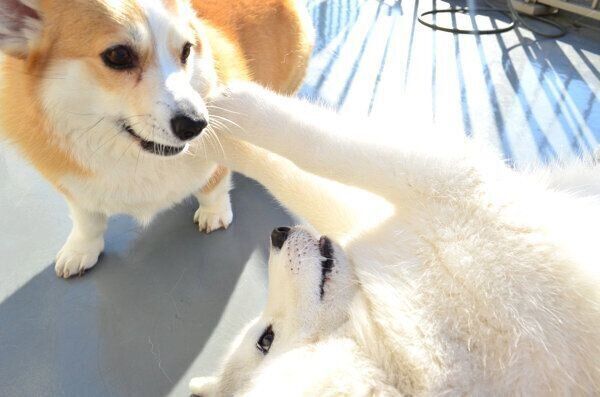 じゃれ合うキャリーちゃん、ムギちゃん