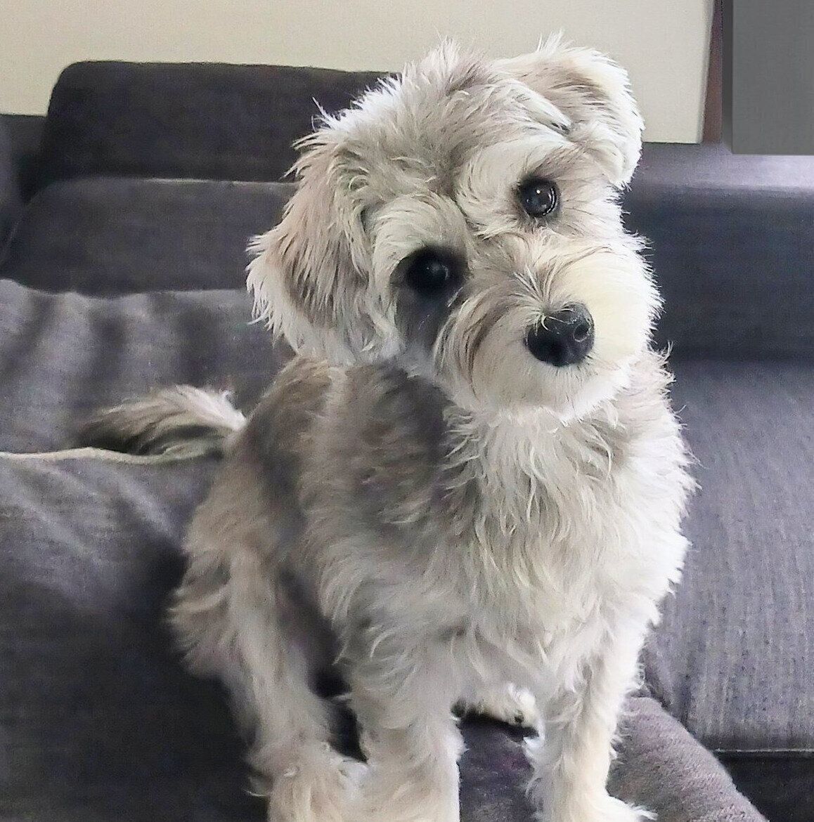 首をかしげるペレくん