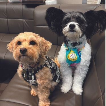 右からリンちゃん（メス・２才）、ロイくん（オス・３才）ともにミックス