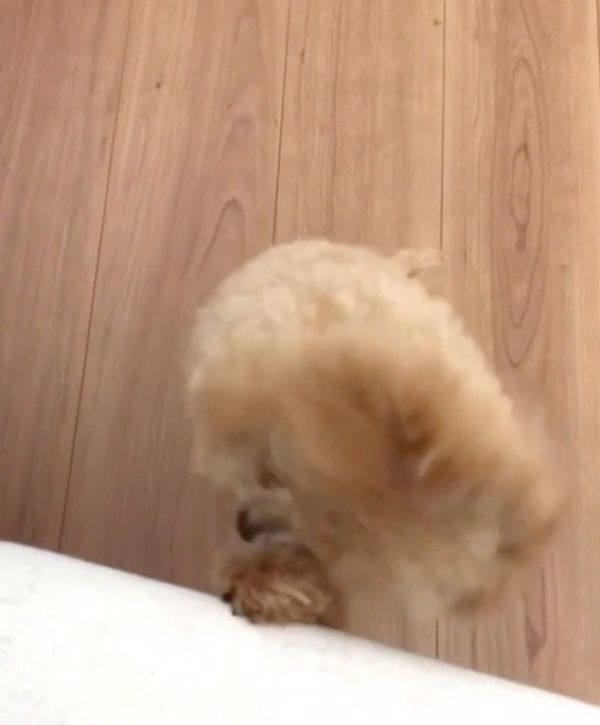 おねだりするティーカッププードル